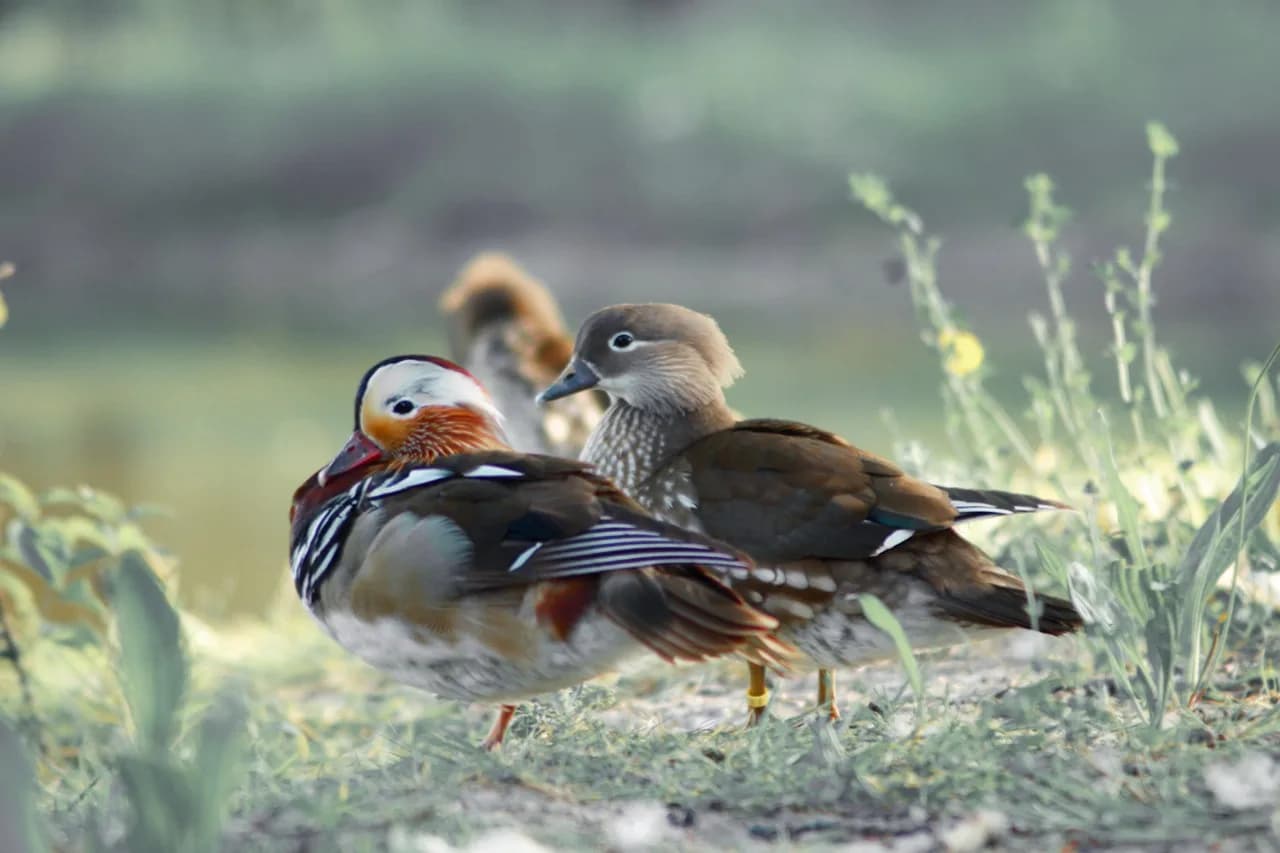 animal, animal wildlife, bird, nature, animals in the wild, outdoors, non-urban scene, day, water bird, natural landmark, sea bird, tundra, animal themes, park, grass, ducks, middelburg, zeeland, neth