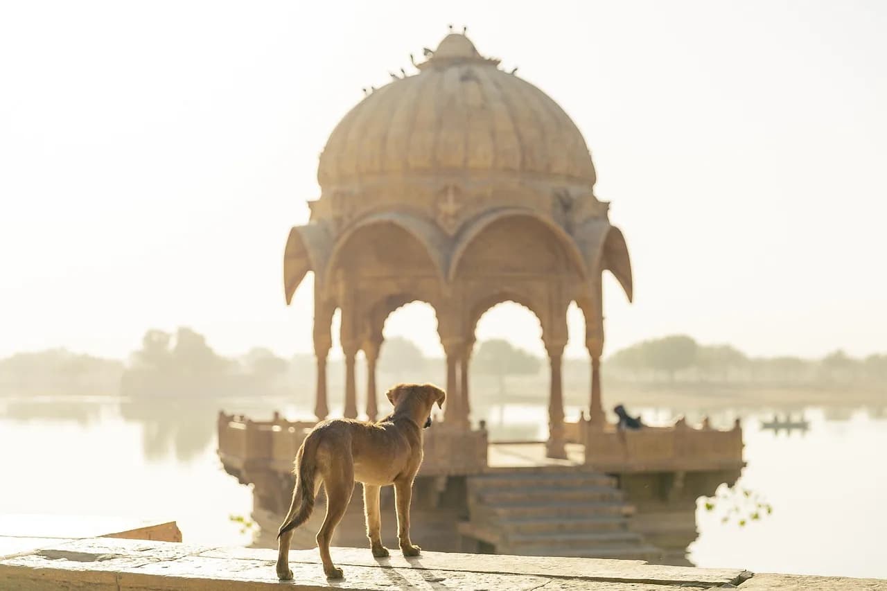 dog, travel, animal, india, pet, trip, heritage, tourism, stray