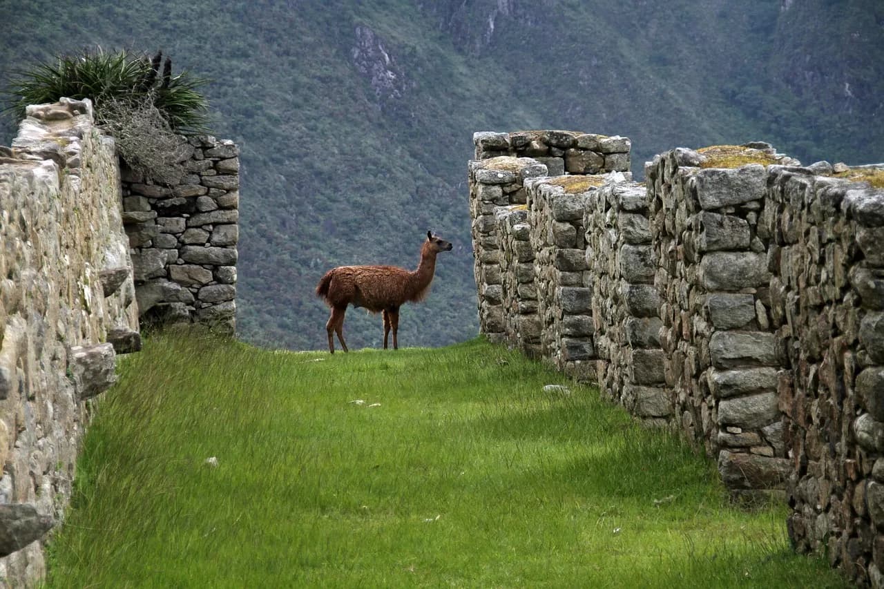 machu picchu, peru, inca, south, america, ancient, city, historic, tourism, andes, cusco, peruvian, civilization, cuzco, wonder, trail, landmark, tourist, latin, terrace, site, machu picchu, machu pic