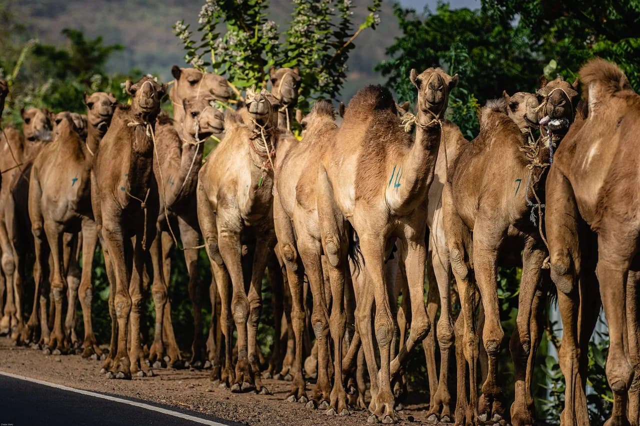 ethiopia, africa, dromedary, camel, caravan, developing country, means of transport, to travel, culture, ethiopia, ethiopia, ethiopia, ethiopia, ethiopia