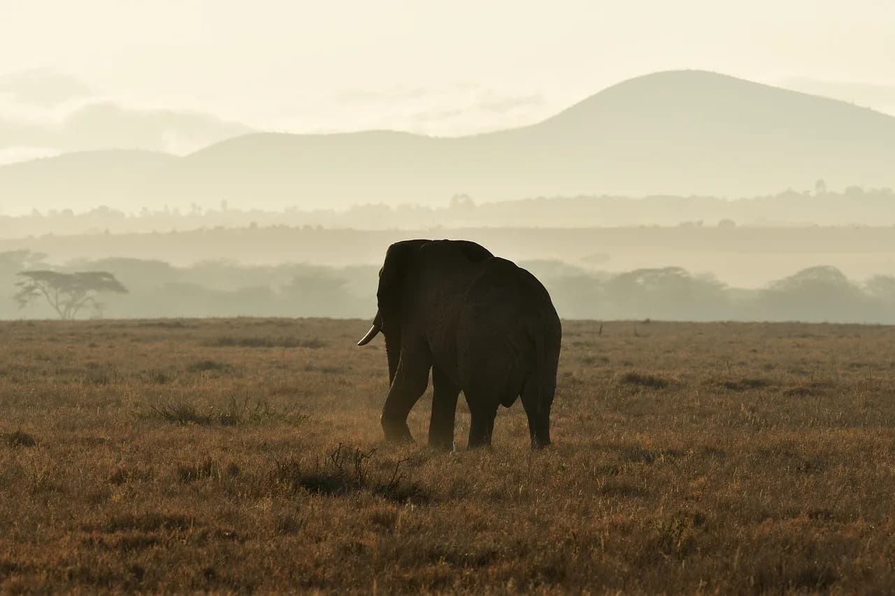 african elephant, animal, sunset, mammal, loxodonta africana, wild animal, wildlife, fauna, wilderness, nature, lewa, kenya, africa, african elephant, nature, kenya, kenya, kenya, kenya, kenya, africa